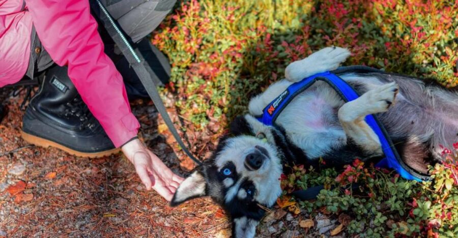 Rovaniemi: Husky Safari Tour & 6-10 Km Self-Driving Mushing