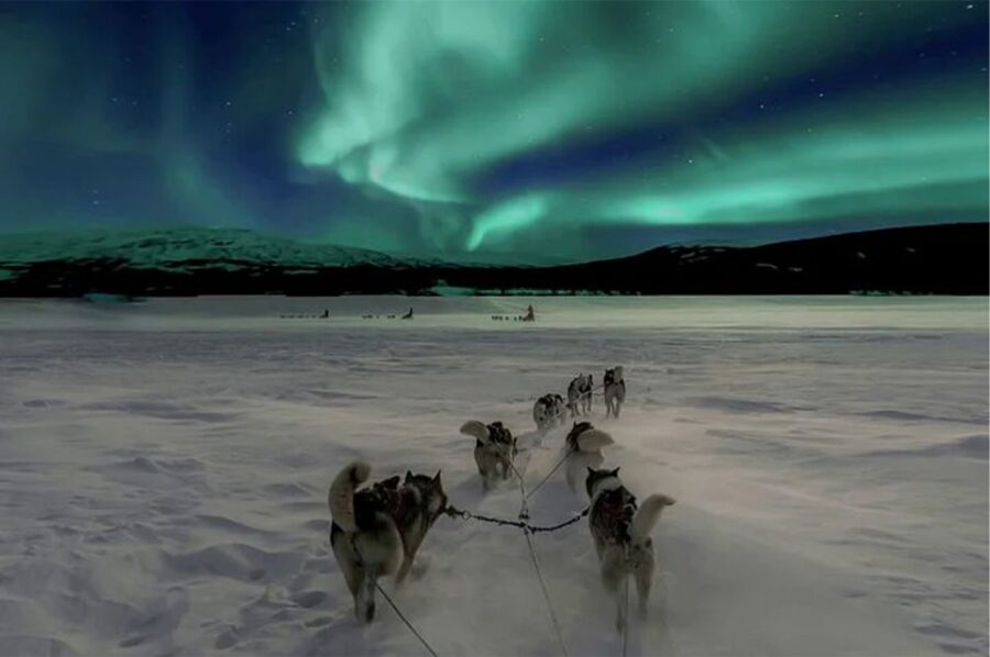 Rovaniemi: Northern Lights and Husky Sleigh Ride - Tour Highlights