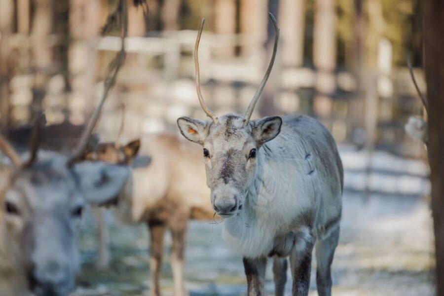 Rovaniemi: Reindeer Farm Visit With Sleigh Ride - Reindeer Farm Experience Overview