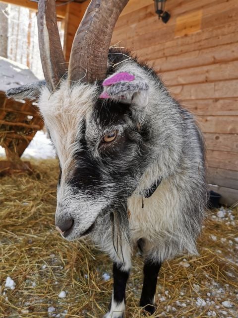 Rovaniemi: Reindeer, Huskies, Santas Pets & Aurora BBQ Tour