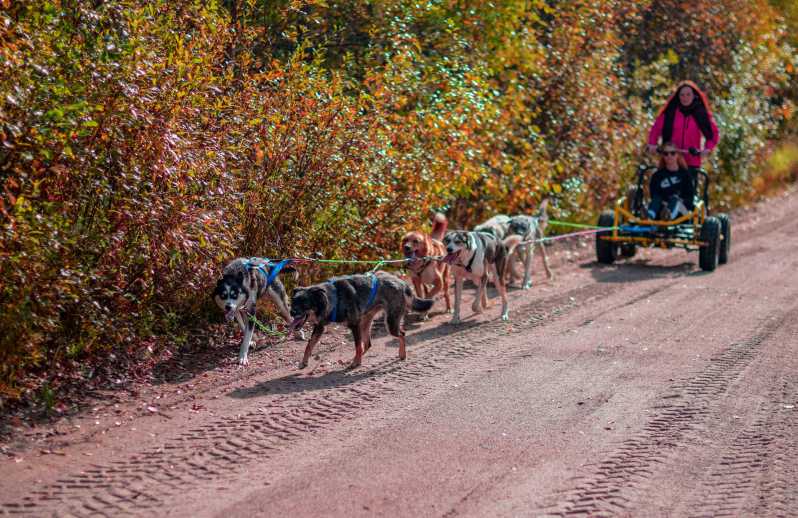 Rovaniemi: Summer or Fall Husky Tour
