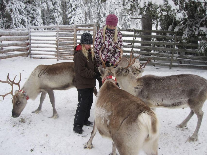 Rovaniemi: Traditional Reindeer Farm Visit & Sleigh Ride - Itinerary and Logistics