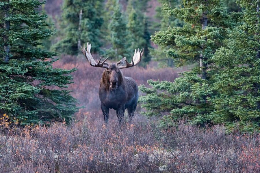 Rovaniemi: Wild Moose Safari