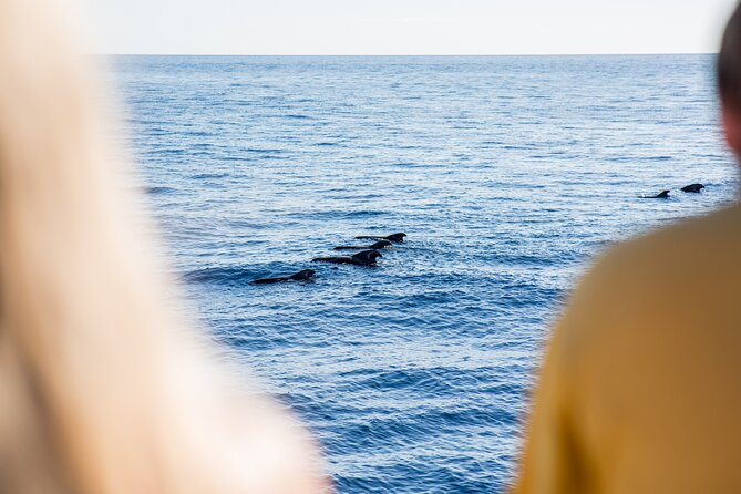 Royal Delfin - 45H Dolphin & Whale Watching - Los Gigantes Masca - Lunch & Swim