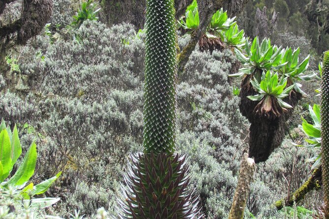Rwenzori Mountains Trekking With Margherita Peak Summit