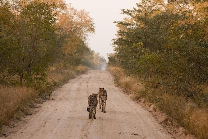 Sabie Game Reserve Sunset Safari Tour With Dinner