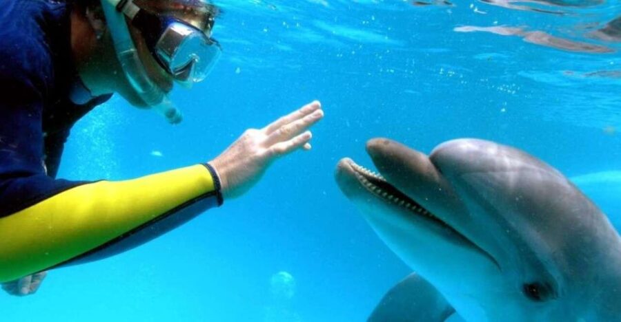 Safaga: Dolphin Watching Boat Tour With Private Transfer