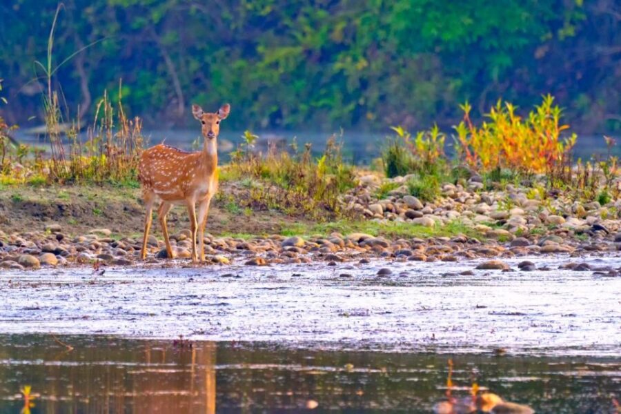 Safari Adventure in Bardia