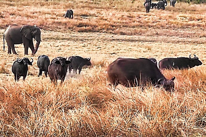 Safari Game Drive in the Savannah With Hotel Pickup 3 Times Daily