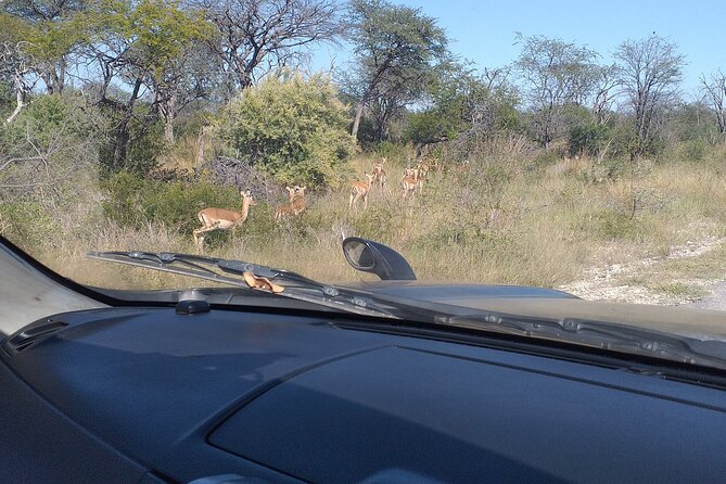 Safari Game Drive in Zambezi National Park