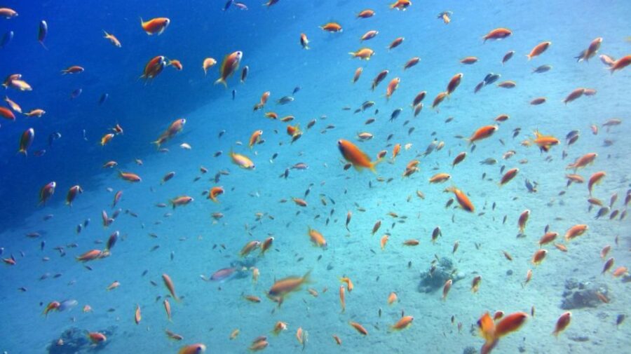 Sahl Hasheesh: Magawish Island & Snorkeling W Buffet Lunch
