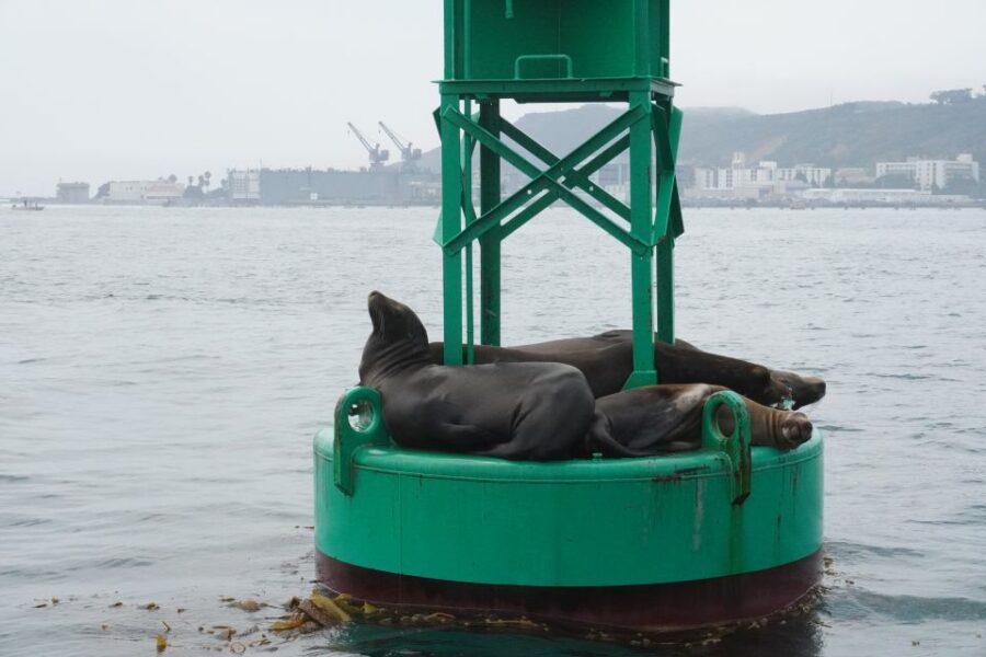 San Diego: 2 Person Private Sailing Cruise With Snacks