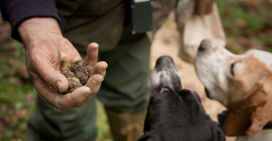 San Miniato: Truffle Hunting in The Tuscan Countryside