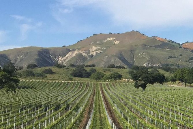 Santa Barbaras Original Afternoon Winery Tour