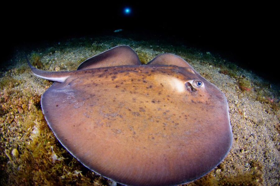 Santa Cruz De Tenerife: Nocturnal Life Guided Night Dive