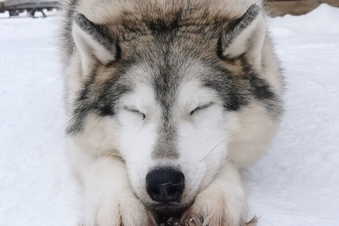 Santas Reindeer & Husky Safari + Santas Pets + Aurora BBQ!