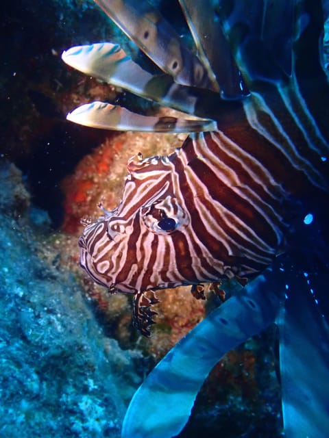 Santorini: Scuba Diving