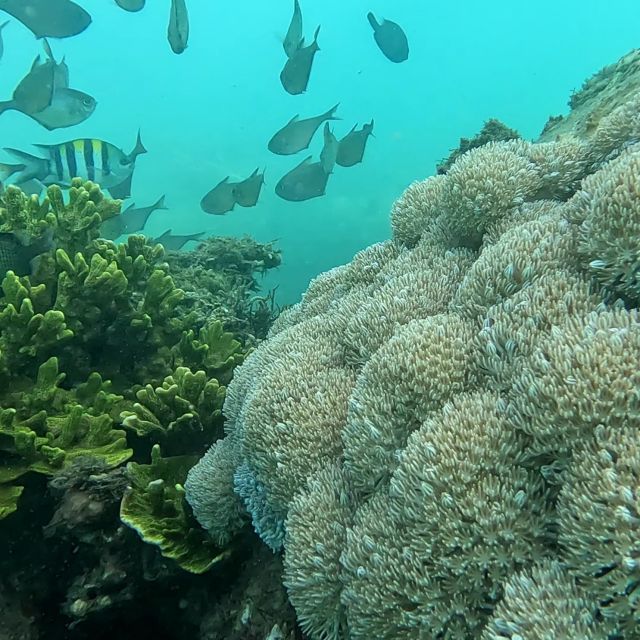 Sanur: Coastal Area Snorkeling Session - Activity Overview