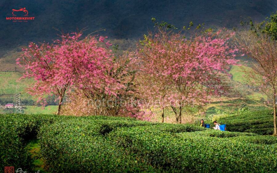 SAPA 3 DAYS 2 NIGHTS PACKAGE