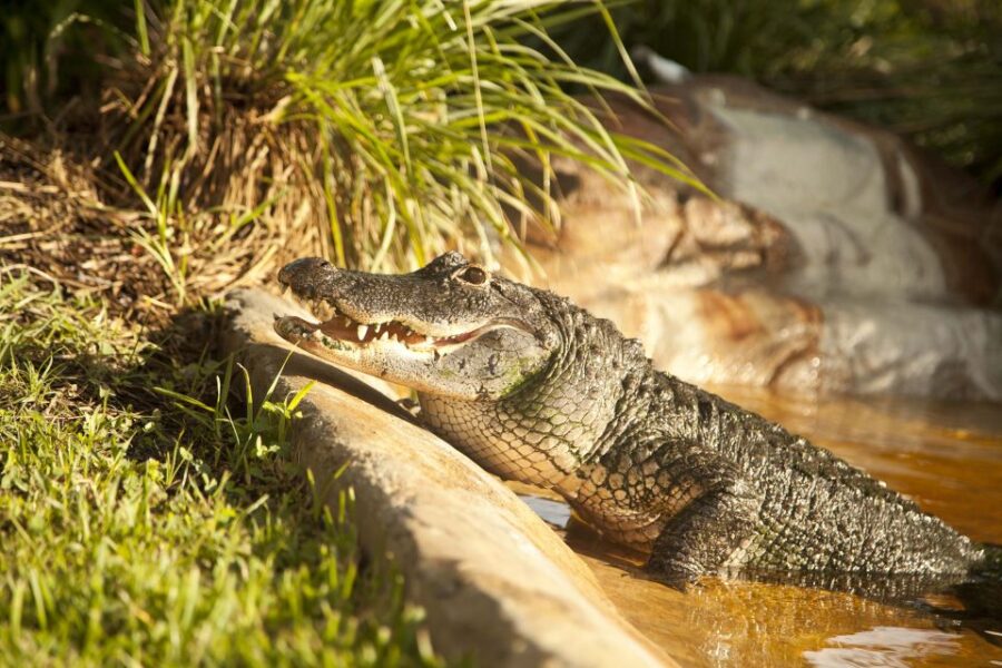 Sawgrass Park: Private 1-Hour Airboat Adventure Tour - Tour Highlights