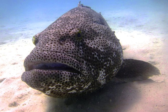 2 Best Scuba Diving Experiences In Exmouth