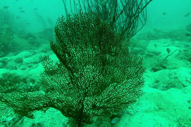 Scuba Diving for Certified Divers in Phu Quoc Island - Inclusion and Amenities