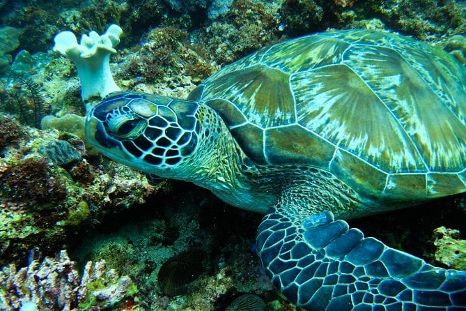 11 Best Scuba Diving Experiences In Panay Island
