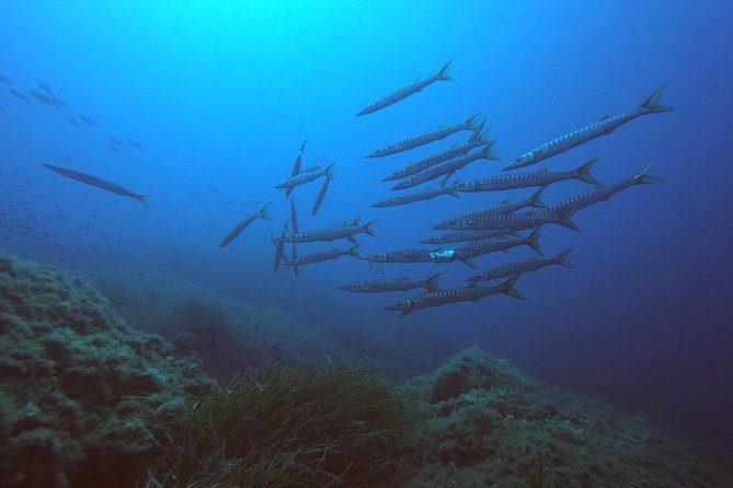 3 Best Scuba Diving Experiences In Sardinia