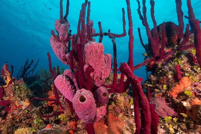 Scuba Doo Diving Experience in Punta Cana - Activity Overview