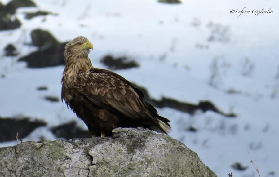 2 Best Safari Tours In Henningsvaer