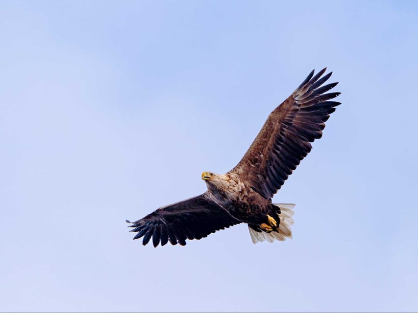 Sea Eagle Sunset Cruise