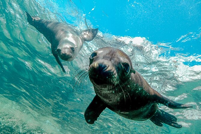 Sea of Cortez Day Adventure Activity With Snorkel and Paddleboard in La Paz