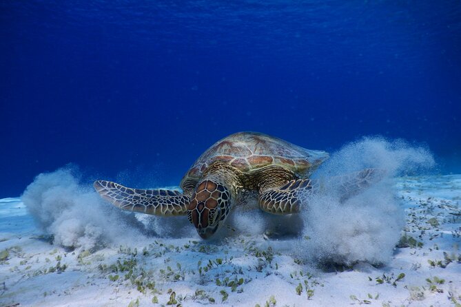 Sea Turtle Snorkel at Kerama Islands and Zamami Island