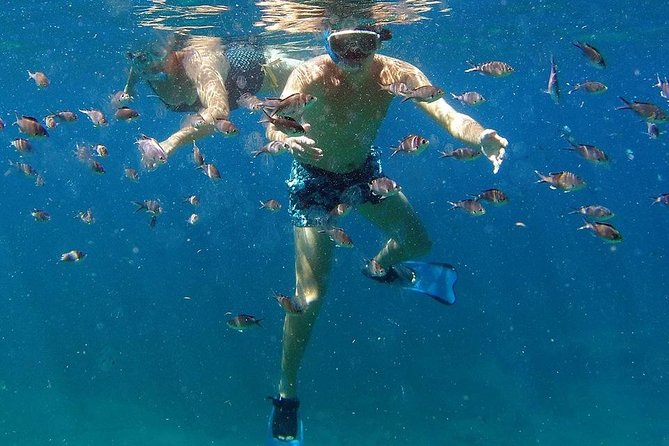 Sea Turtles and Snorkeling - Overview of the Tour