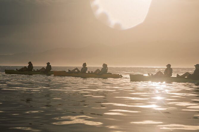 Seal Kayaking Adventure in Kaikoura