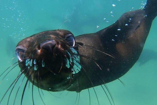 Seal Swimming Activity in Plettenberg Bay