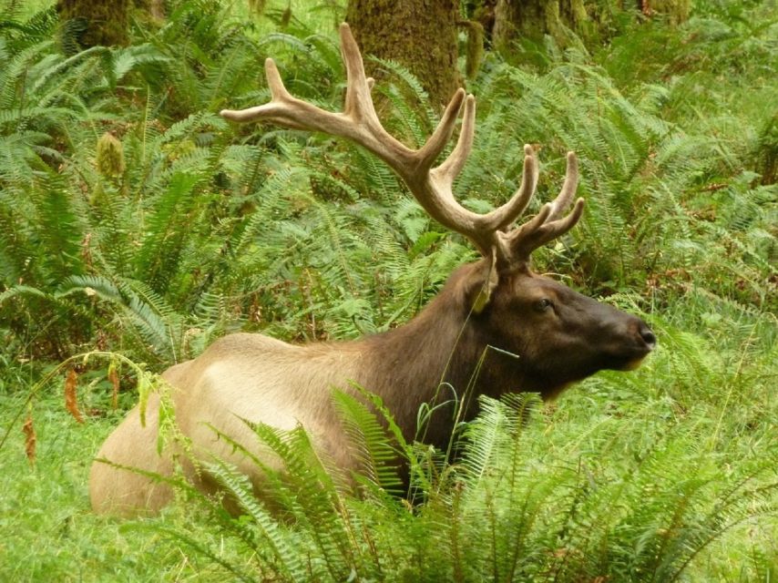 Seattle: Olympic National Park Small-Group Tour