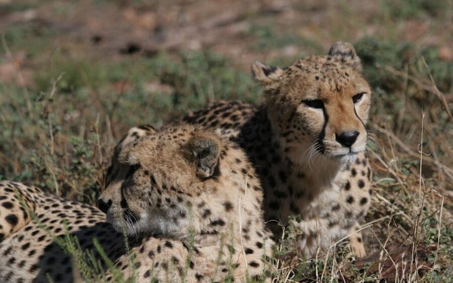 Self Drive Aquila Safari Game Reserve Sunset Game Drive - Overview of Aquila Safari Game Reserve