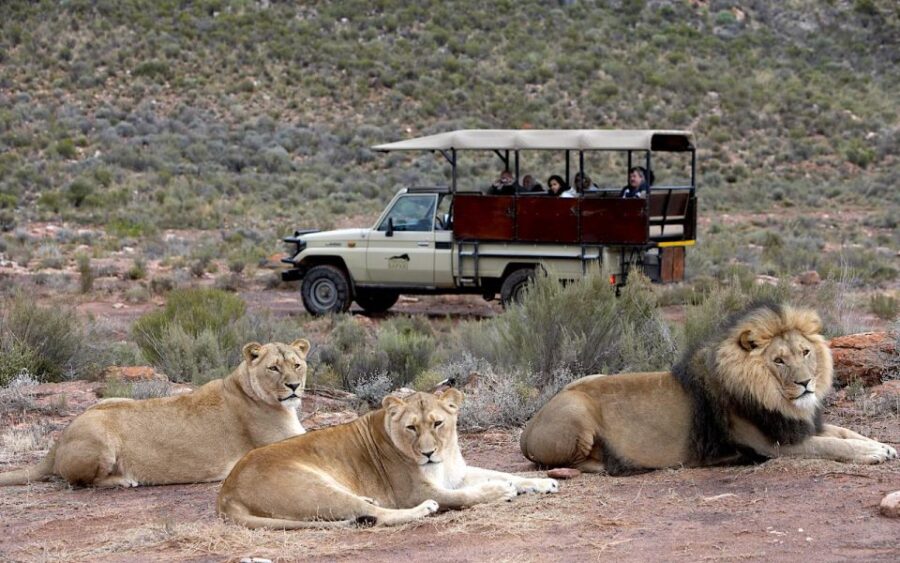 Self Drive Aquila Safari Reserve Early Morning Game Drive