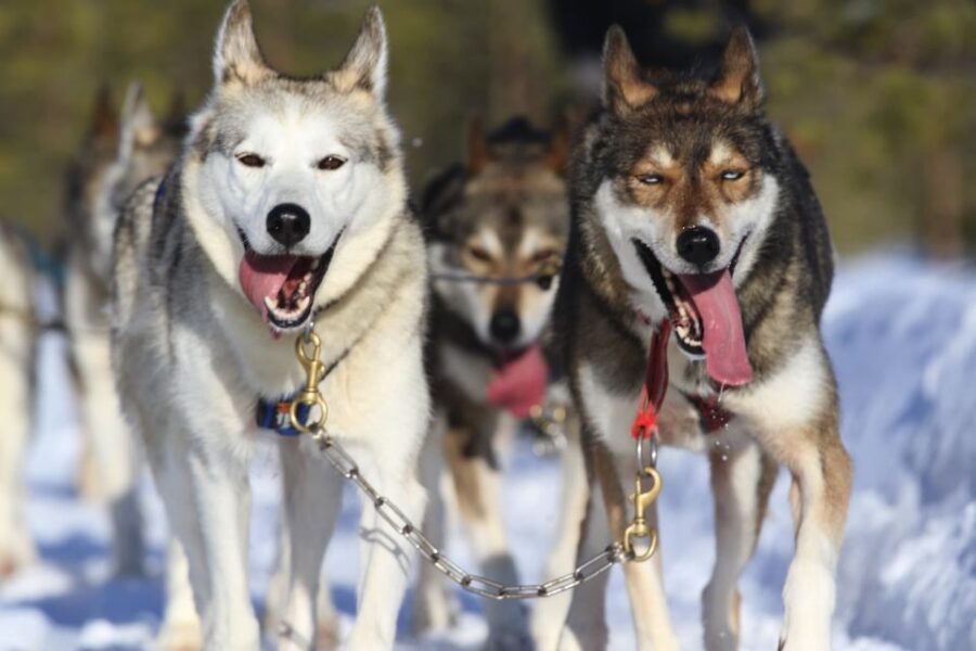 Self Driven 5km Husky Sleig Ride Adventure