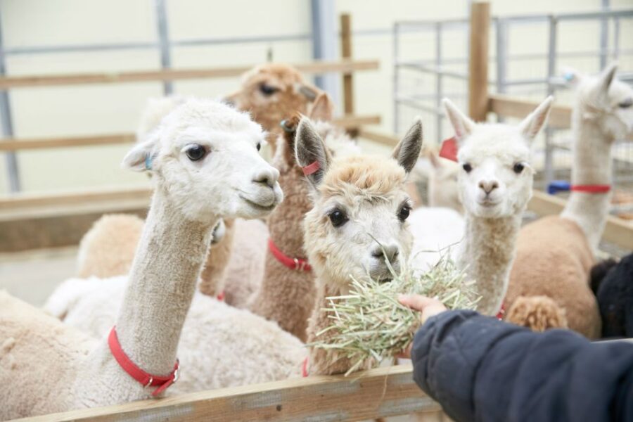 Seoul: Alpaca World, Luge Ride and Suspension Bridge