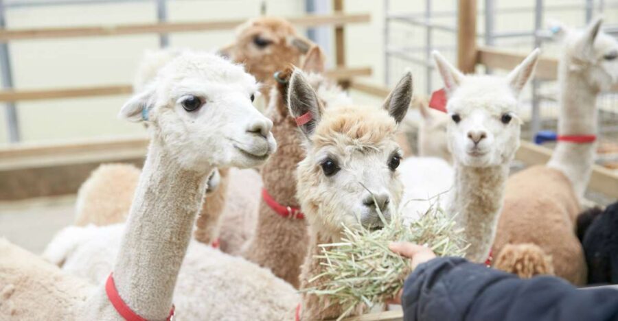 Seoul: Alpaca World & Nami Island (Optional Korean Garden)