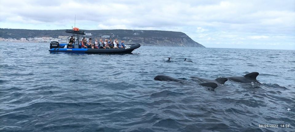 Sesimbra: Private Dolphin Watching Tour Arrábida Natural Park