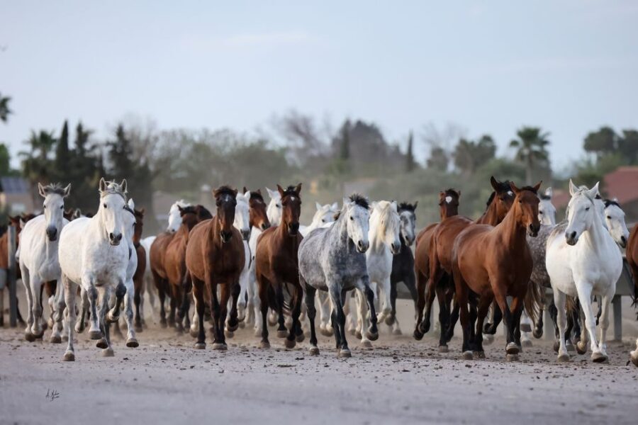 Seville: Horse Show Entry Ticket. Optional Stud Farm Visit - Ticket Information and Pricing