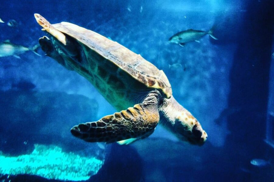 Seville: Minibus Tour, Aquarium and River Cruise