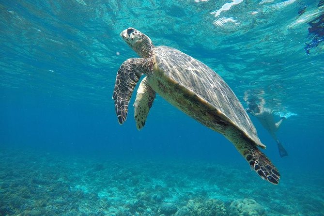 Sharing Snorkeling Trip Gili Islands Depart Lombok/Gili Trawangan