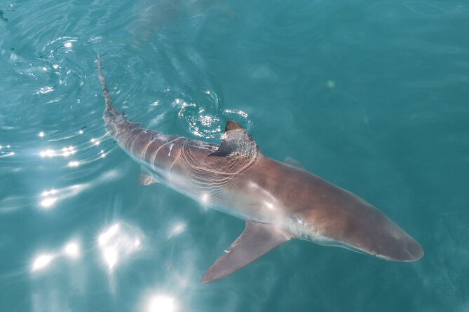 Shark Cage Diving and Viewing From Hermanus