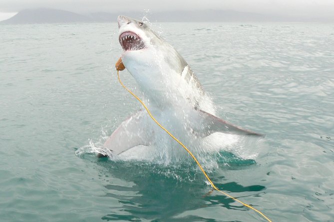 SHARK CAGE DIVING and VIEWING (Incl. Transfers From Cape Town)