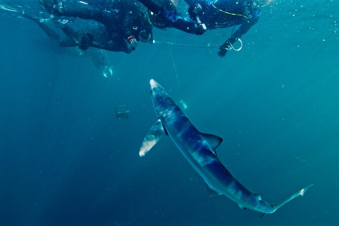 Shark Diving With Blue and Mako Sharks in San Diego