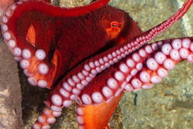 Shark Reef at Mandalay Bay Hotel and Casino - Overview of Shark Reef